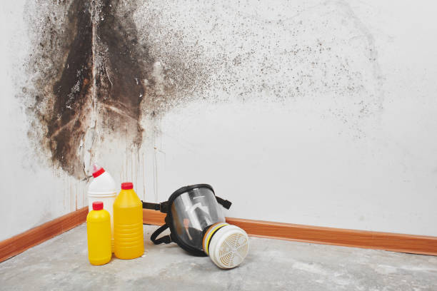 Best Fast Mold Removal  in Daniel, UT