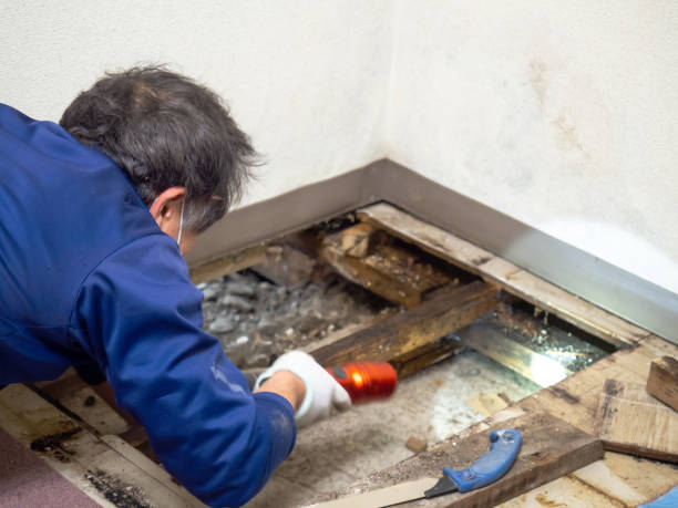 Home Mold Removal in Daniel, UT