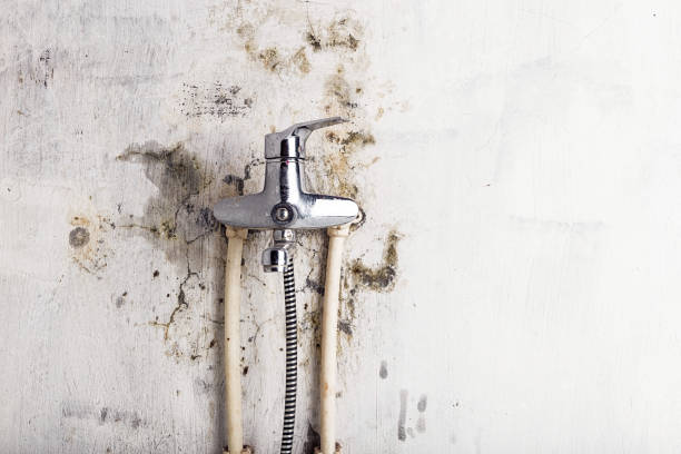 Best Commercial Mold Removal  in Daniel, UT