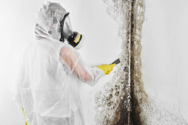 Certified Mold Removal in Daniel, UT