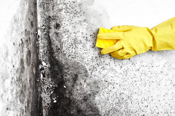 Best Certified Mold Removal  in Daniel, UT