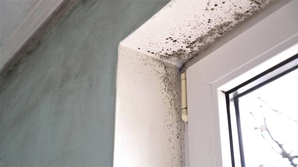 Best Same-Day Mold Removal  in Daniel, UT