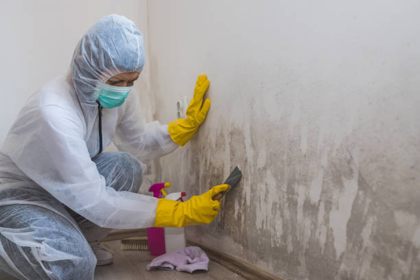 Best Mold Damage Repair  in Daniel, UT