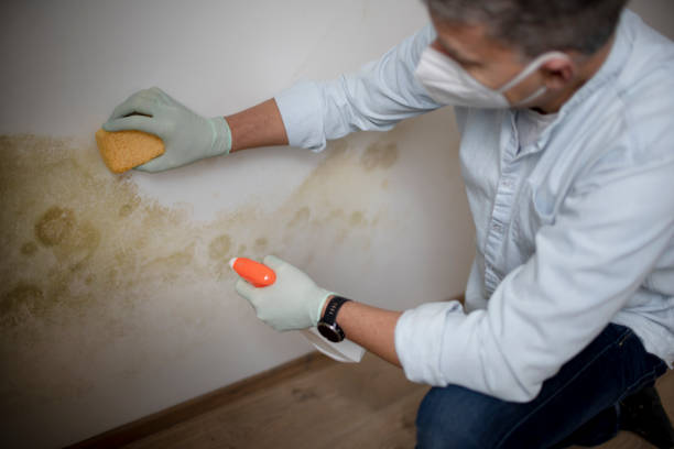 Best Mold Removal Near Me  in Daniel, UT