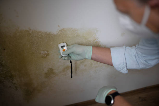 Best Residential Mold Removal  in Daniel, UT