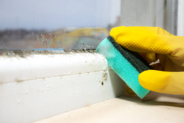 Best Mold Damage Repair  in Daniel, UT