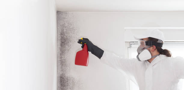 Best Local Mold Removal Service  in Daniel, UT