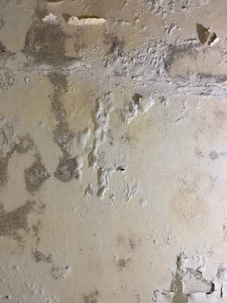 Best Affordable Mold Removal  in Daniel, UT