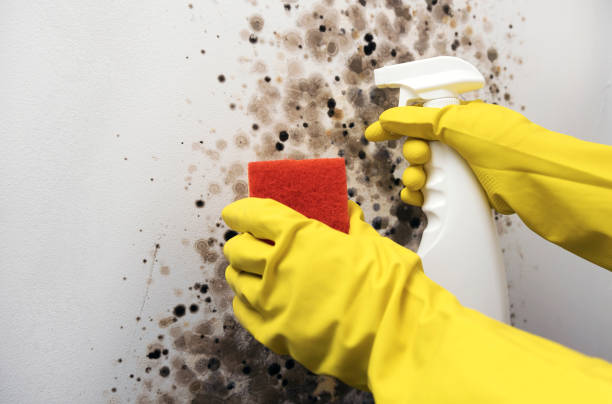 Best Same-Day Mold Removal  in Daniel, UT