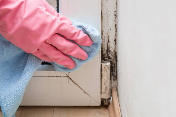 Best Attic Mold Removal  in Daniel, UT