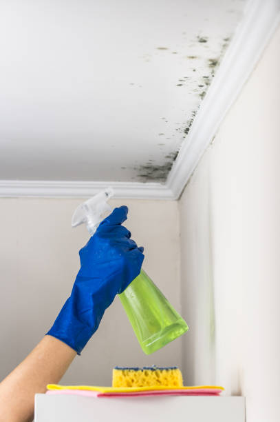 Best Mold Removal Company Near Me  in Daniel, UT